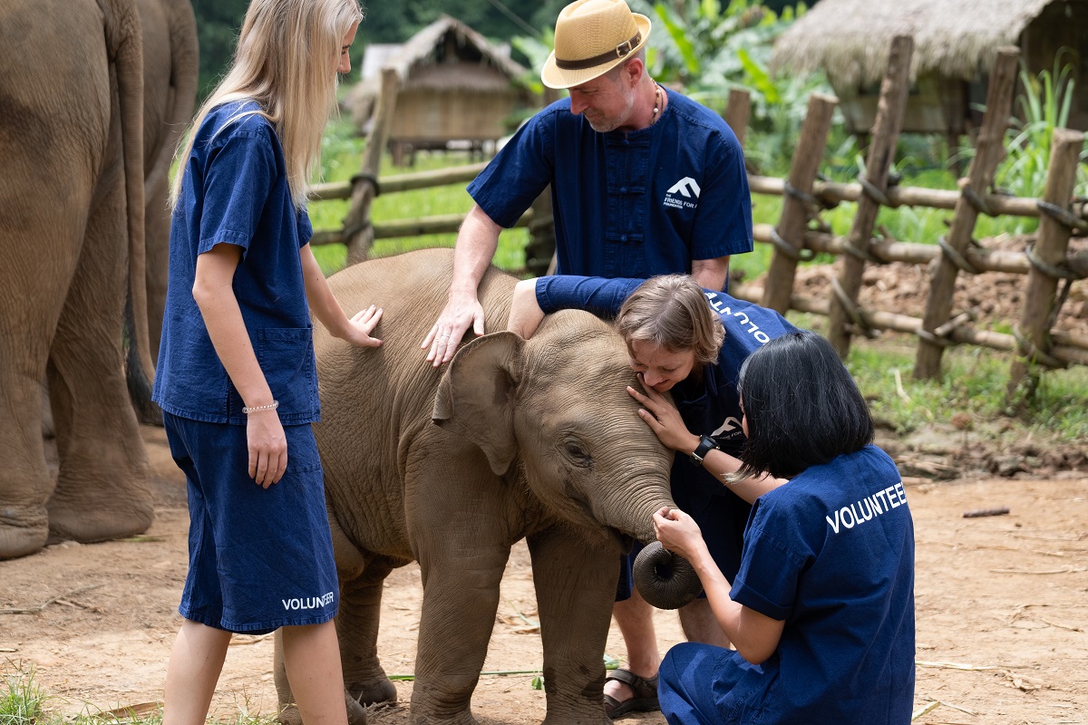 volunteer elephants thailand